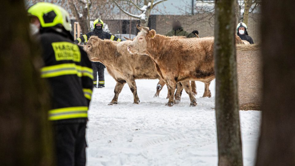 Šest hodin trval v Hradci Králové odchyt volně pobíhajících krav