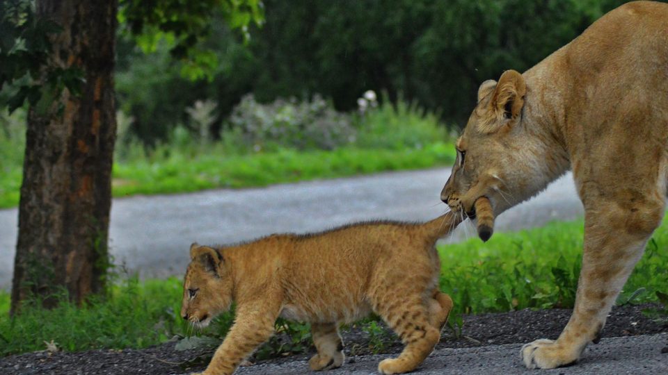 Lvíčata v Safari Parku Dvůr Králové 