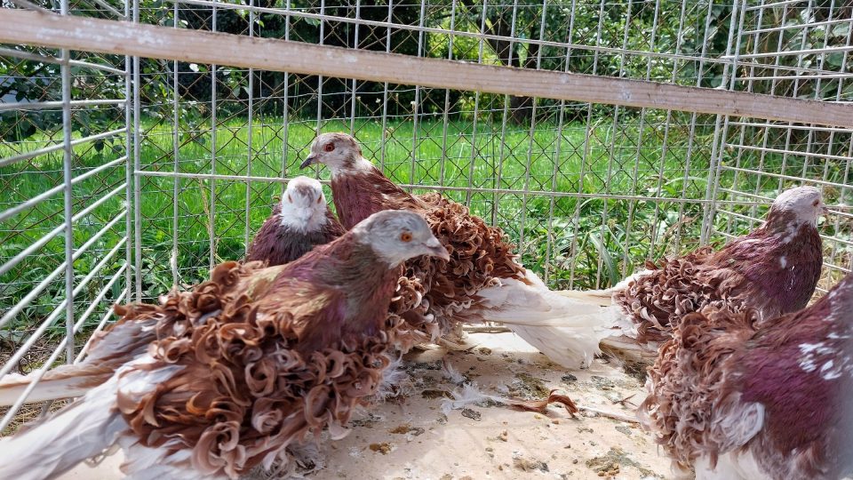 Podle Jiřího Kadlece záleží krása kudrnáče na správné kombinaci samice a samce | foto: Irena Šarounová, Český rozhlas Podle Jiřího Kadlece záleží krása kudrnáče na správné kombinaci samice a samce