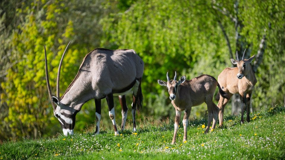 Příjemné počasí posledních dnů umožnilo Safari Parku Dvůr Králové otevřít hlavní turistickou sezónu