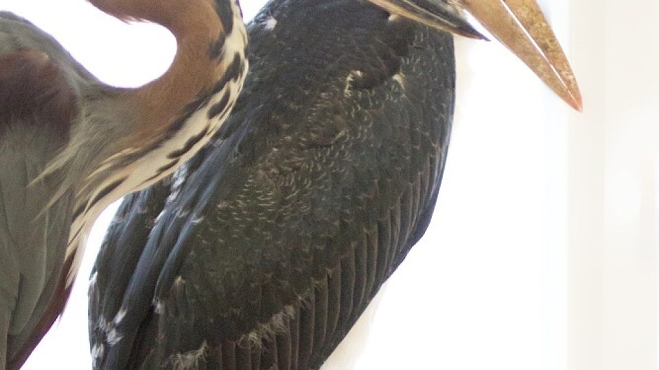 Složitý odchov čápa marabu v Safari Parku Dvůr Králové