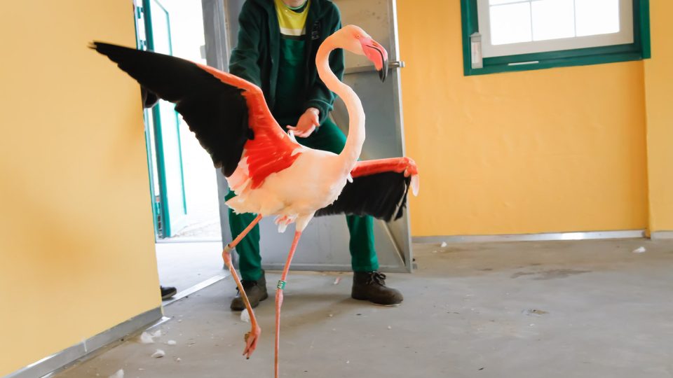 Dvorský safari park přestěhoval na stovku plameňáků do nově budovaného areálu