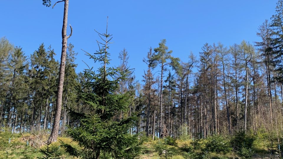 Kácení stromů na vrcholu Ostaše se kvůli hnízdění sokolů odkládá