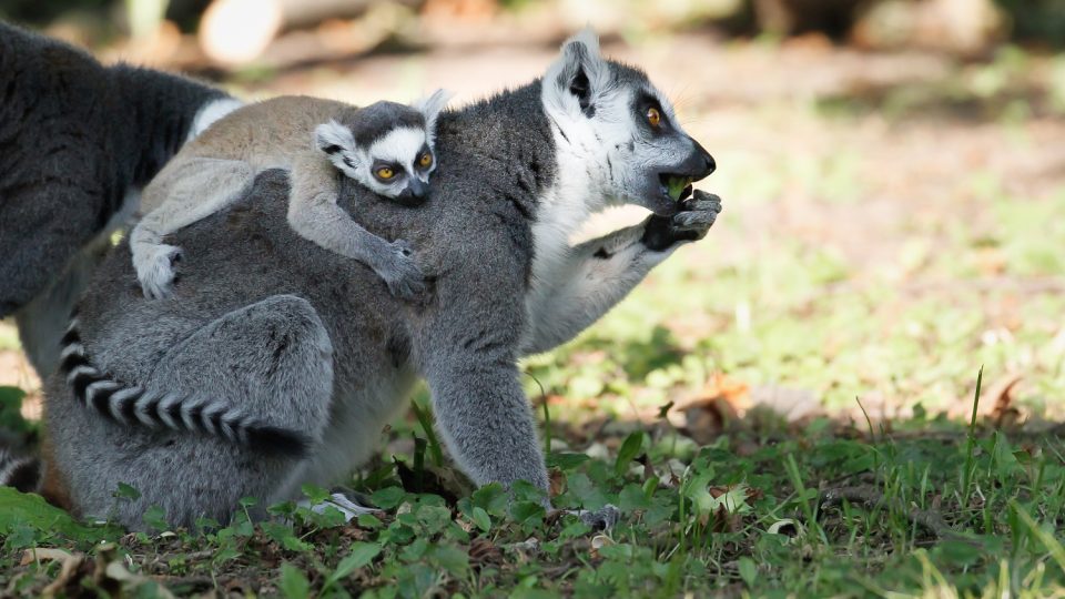 Malý lemur kata v Safari Parku Dvůr Králové