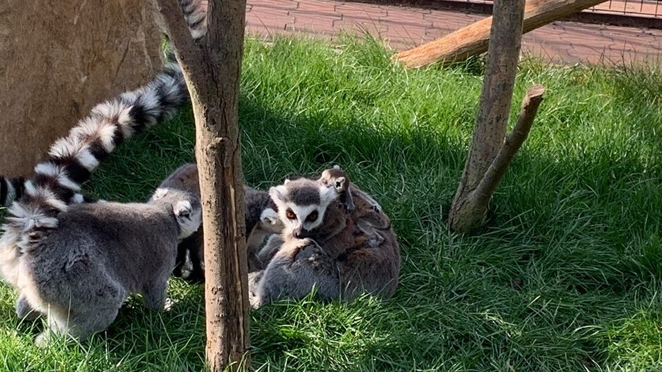 Farma Wenet na Broumovsku se může pochlubit mláďaty vzácných lemurů
