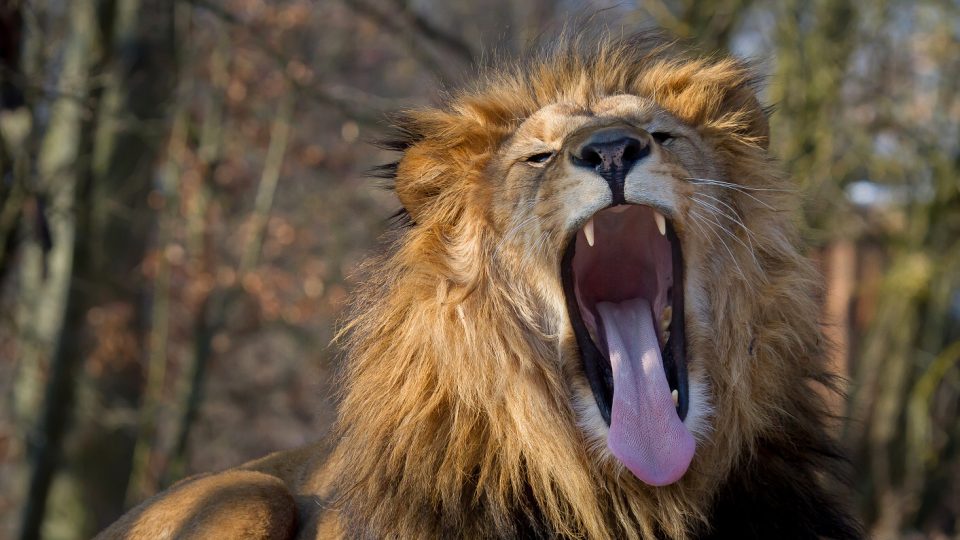 Lvi v Safari Parku Dvůr Králové