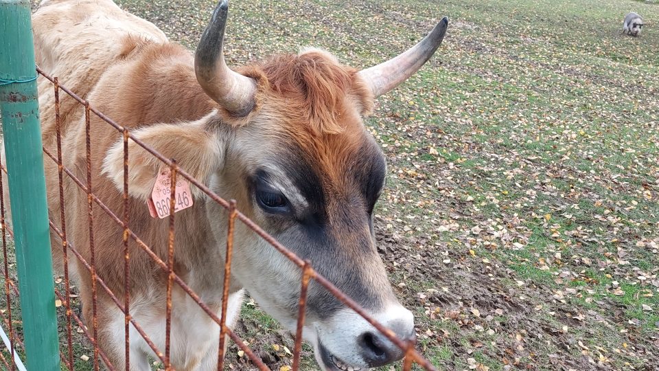 Polovina veškeré výuky v Zemědělské akademii v Hořicích na Jičínsku je praktická