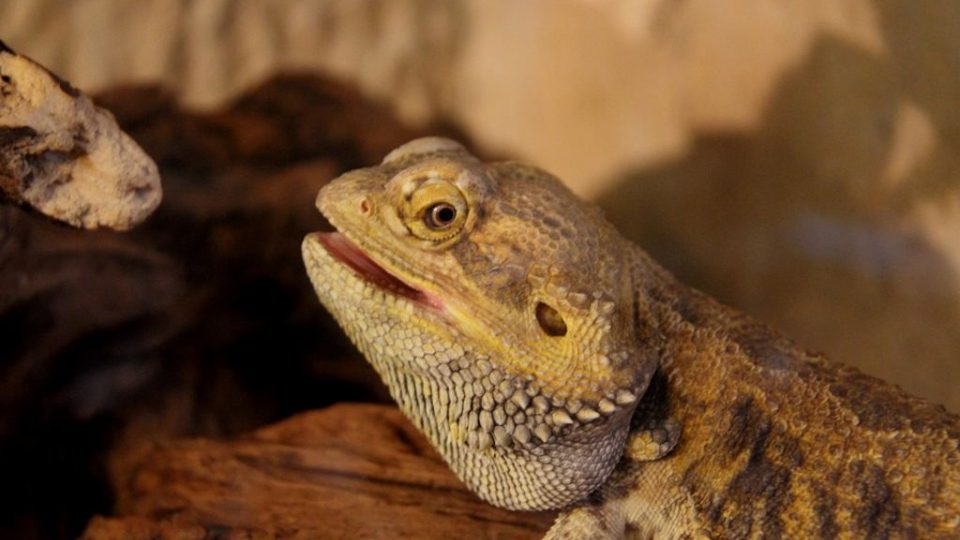 Sameček chameleona je stydlivý,ale v teráriu Darwinovy stanice v Safari Parku Dvůr Králové se mu ve společnosti želvy a leguána daří dobře a dokonce přivedl na svět i potomky