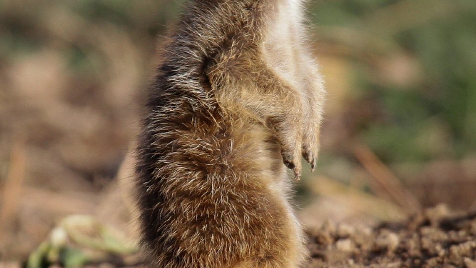 Mláďata surikat v Safari Parku Dvůr Králové nad Labem