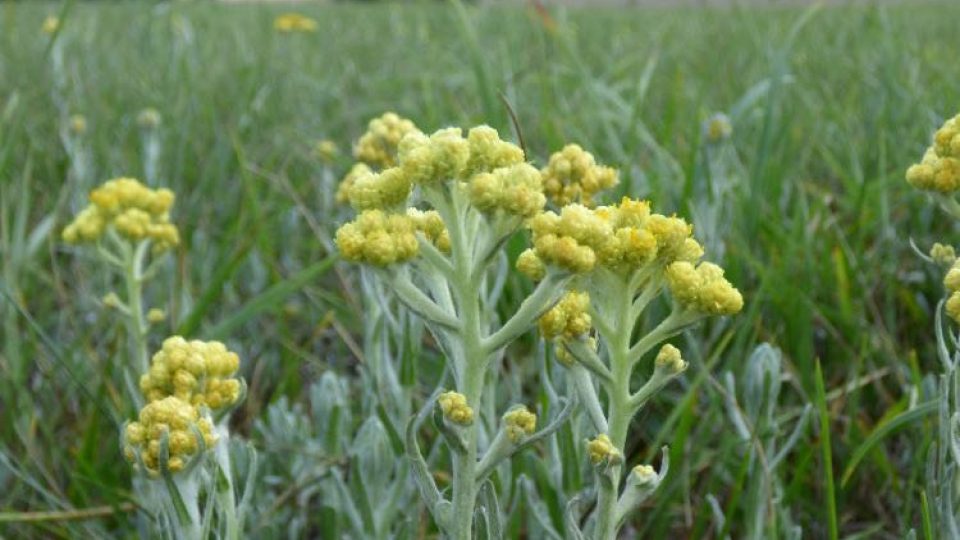 Na Rychnovsko se po mnoha letech vrátily dva ohrožené druhy květin