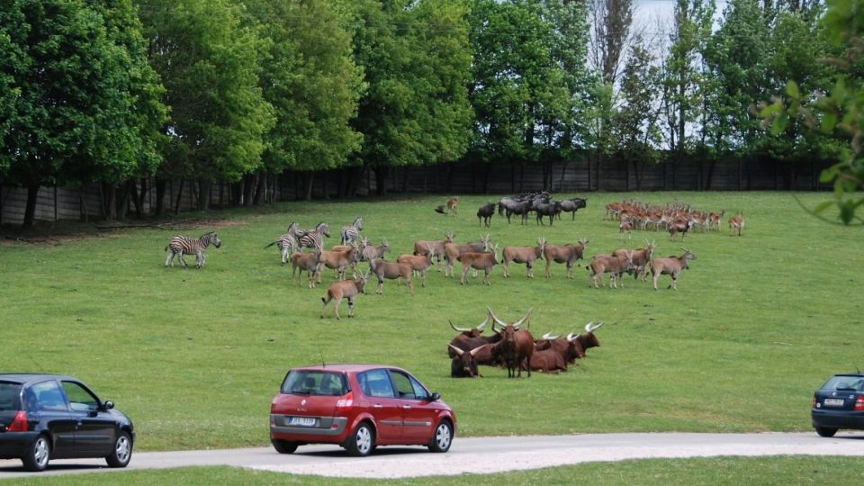 Africké safari ve Dvoře Králové nad Labem