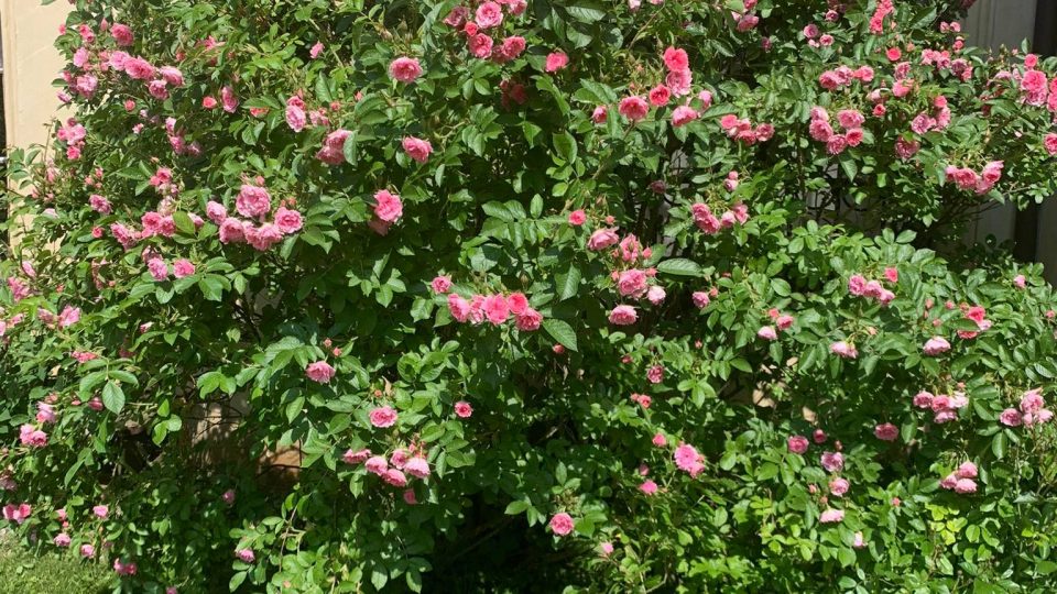 Stovky růží kvetou v legendárním rozáriu v zahradách zámku v Častolovicích
