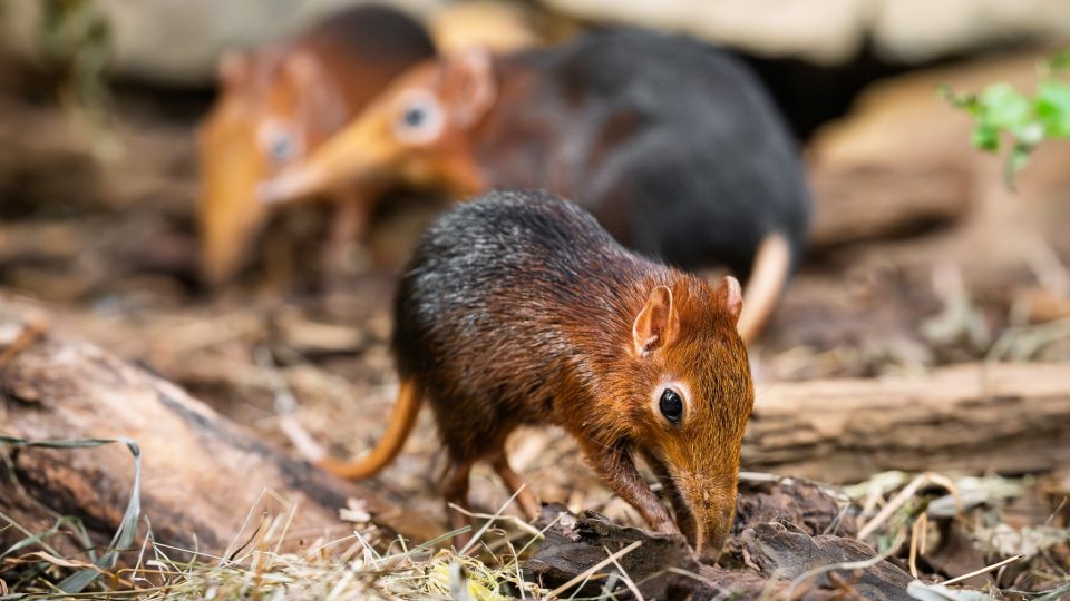První mládě bércouna Petersova! Ve dvorském safari parku mají obrovskou radost ze vzácného přírůstku