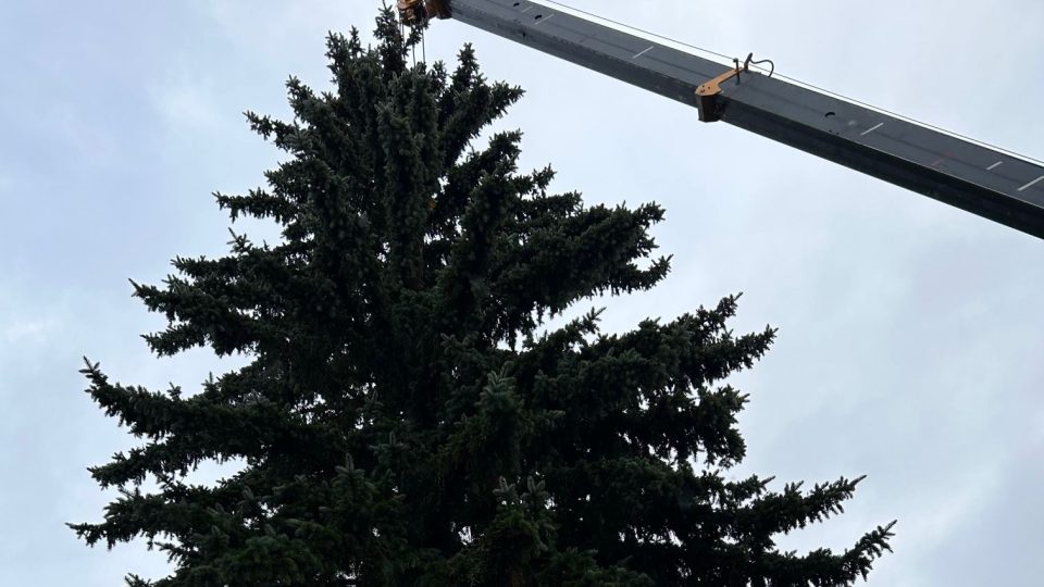 Trutnov už má vánoční strom pro Krakonošovo náměstí. Těžká technika ho pokácela na okraji města