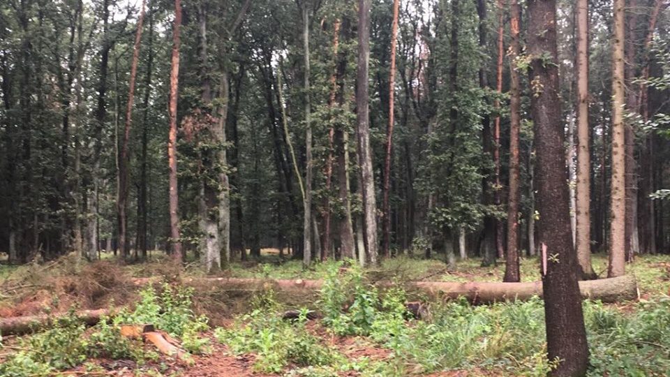 Část lesů patřícím obci Všestary na Hradecku okupuje a likviduje kůrovec
