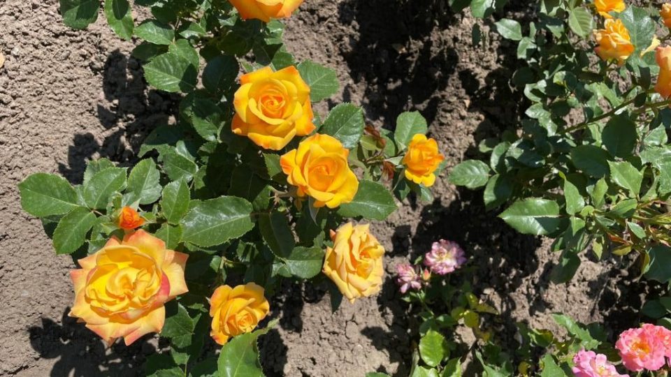 Kouzelné království růží můžete obdivovat v královéhradeckém soutěžním rozáriu v Kuklenách