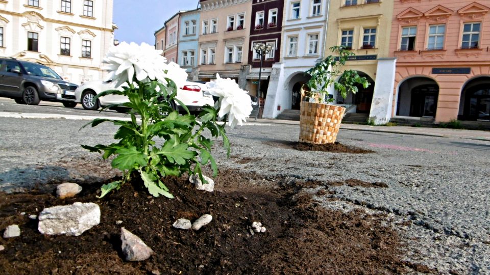 Květiny uprostřed parkoviště na Velkém náměstí v Hradci Králové