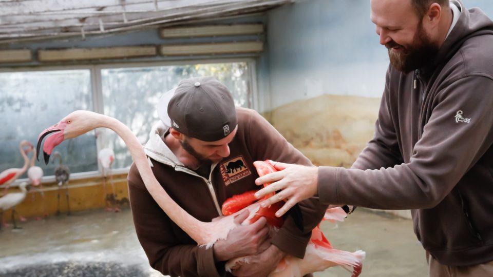 Dvorský safari park přestěhoval na stovku plameňáků do nově budovaného areálu