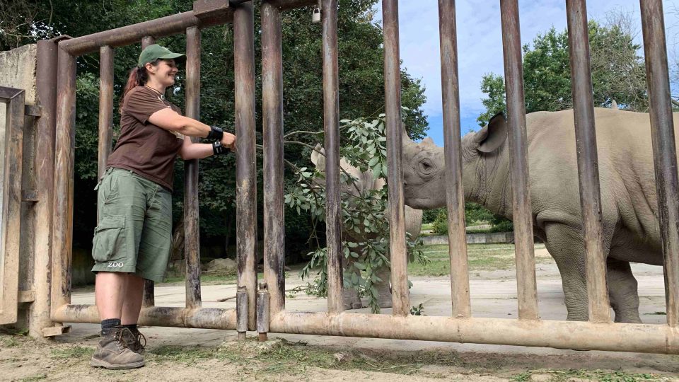 Kateřina Lochovská se v Safari Parku Dvůr Králové stará o nosorožce