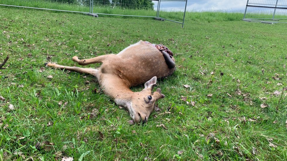 Farmáři na Trutnovsku řeší další útok vlků. Tentokrát šelmy zabíjely daňky