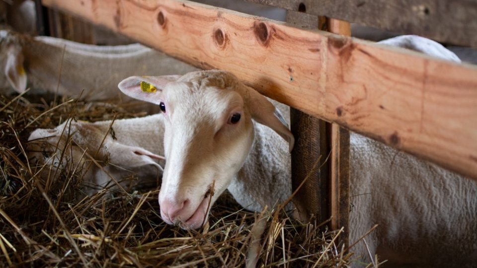 Ovčí farma Šonov přišla kvůli útokům vlků o zvířata a podala žádost o náhradu za způsobenou škodu