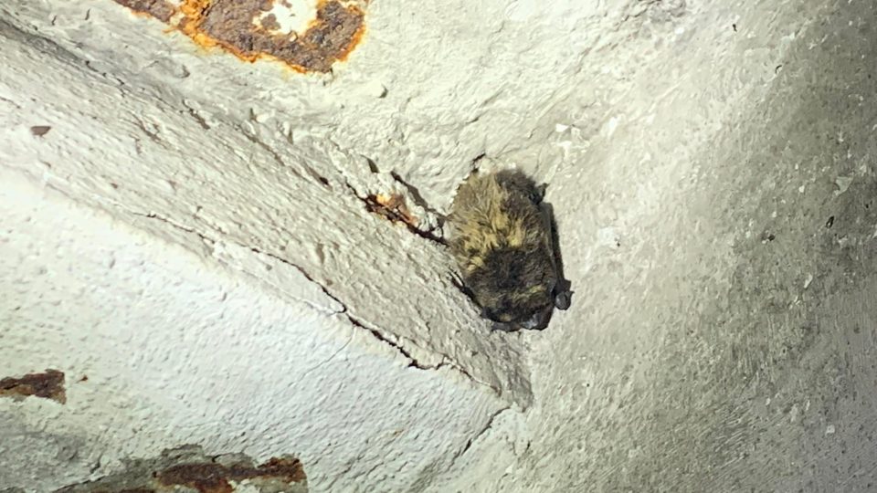V Orlických horách probíhá sčítání netopýrů ve vojenských objektech