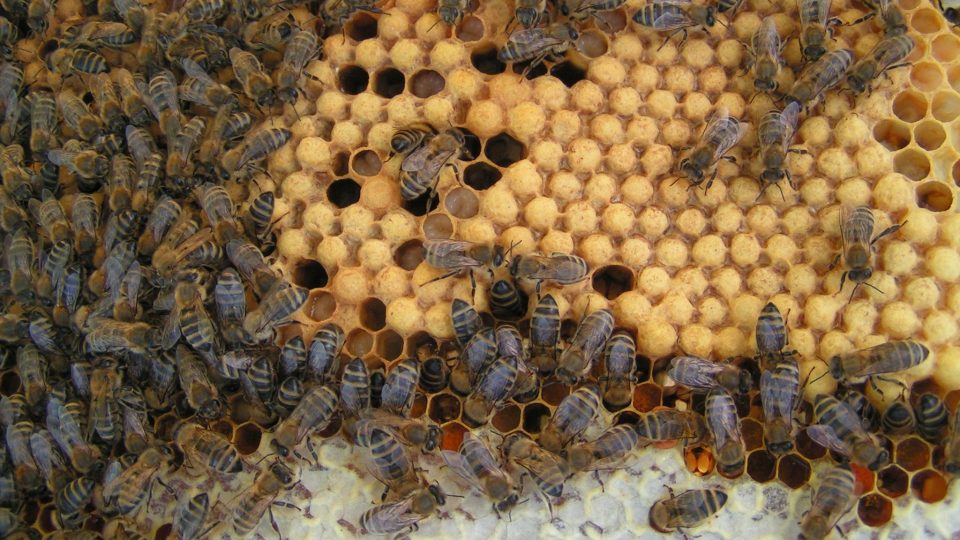 Včelař Václav Jirka rád proniká do fascinujícího světa včel