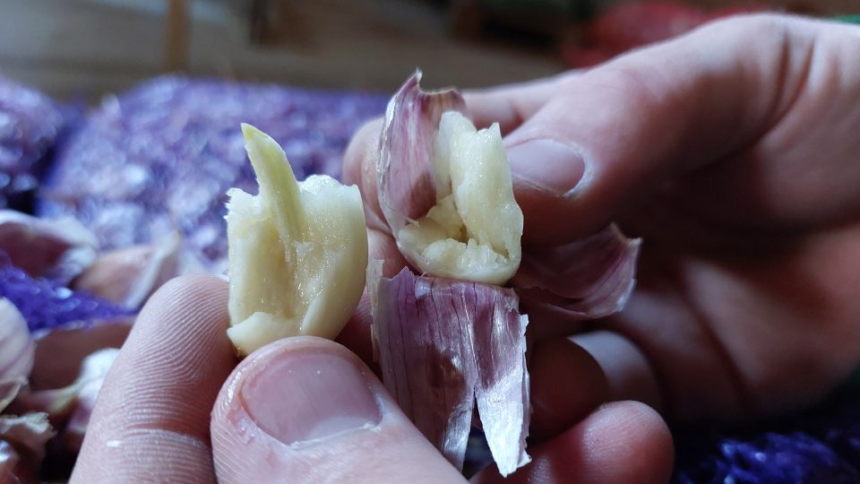 Klíček ve stroužku