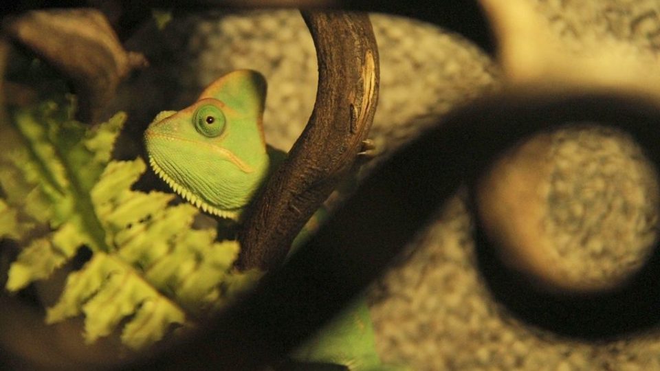 Sameček chameleona je stydlivý,ale v teráriu Darwinovy stanice v Safari Parku Dvůr Králové se mu ve společnosti želvy a leguána daří dobře a dokonce přivedl na svět i potomky