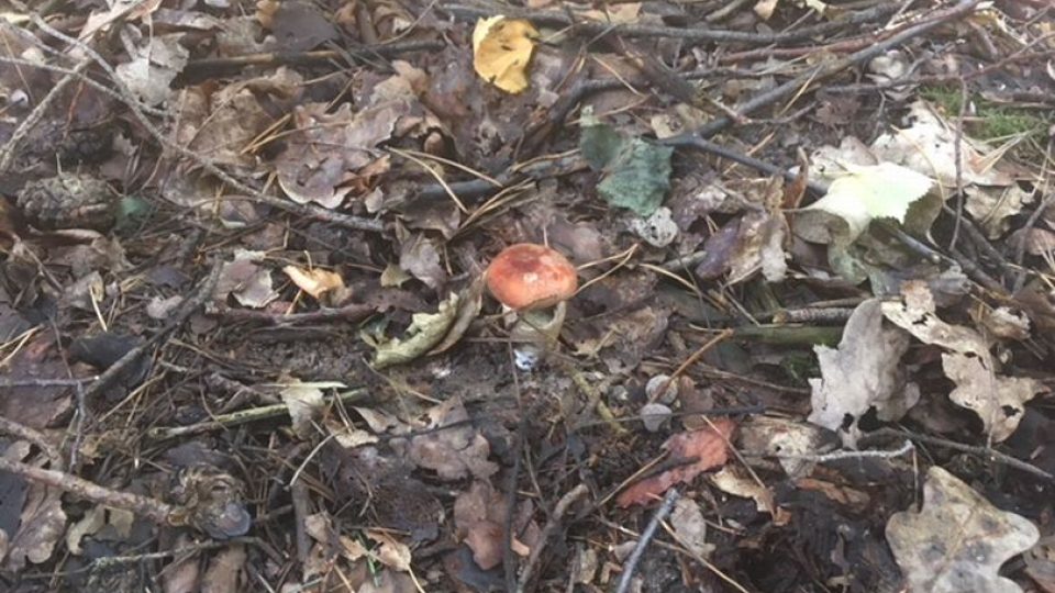 V Královéhradeckém kraji se můžou houbaři radovat z pomalu začínající sezóny