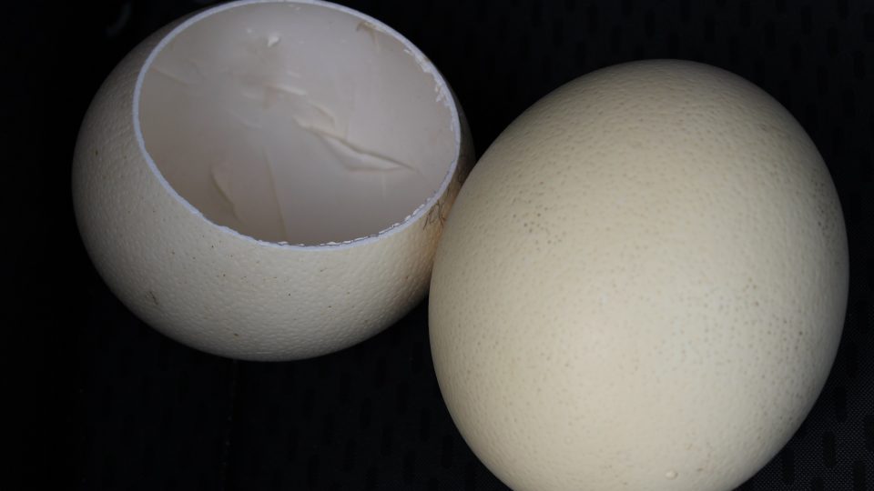 Jedno pštrosí vejce rovná se plato těch slepičích