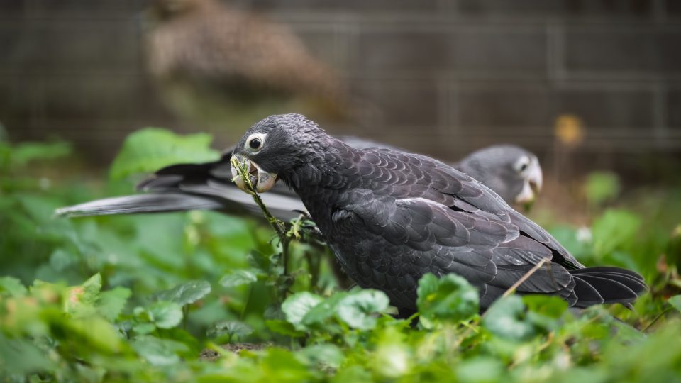 Madagaskarský papoušek vaza velký přivedl ve dvorském safari parku na svět dvě nádherná mláďata