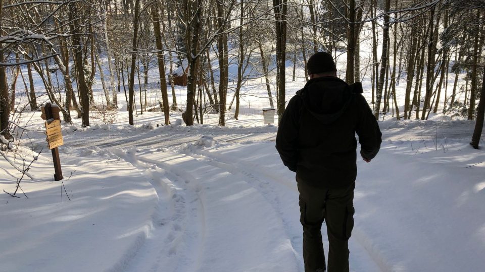 Popadané stromy a větve v lese je zapotřebí co nejdříve odstranit