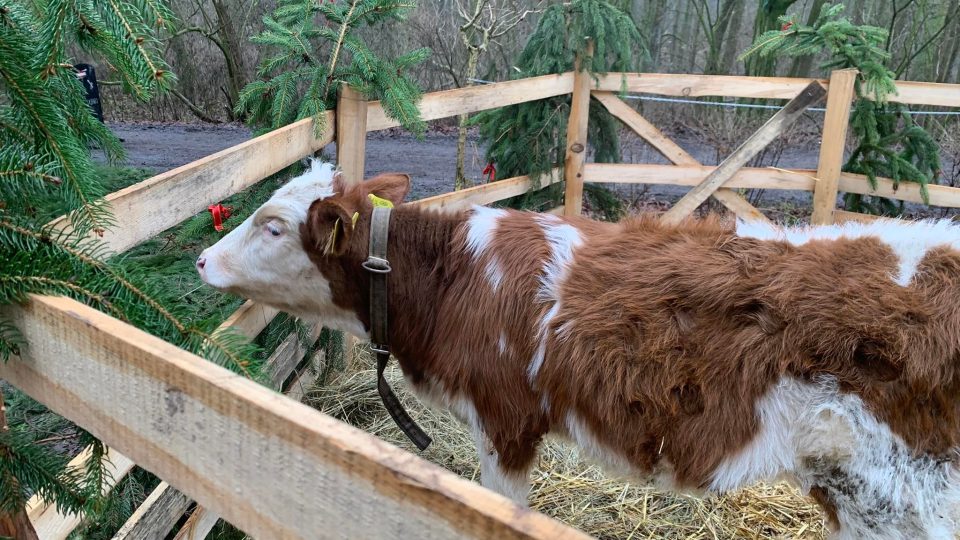 Živý betlém spojený s nadílkou pro zvířata nabídla návštěvníkům Farma Dubno