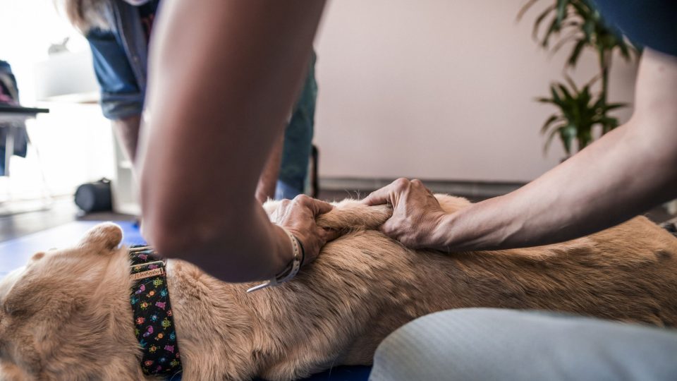 Rehabilitací ulevíme psím seniorům od bolesti a posílíme jejich svaly