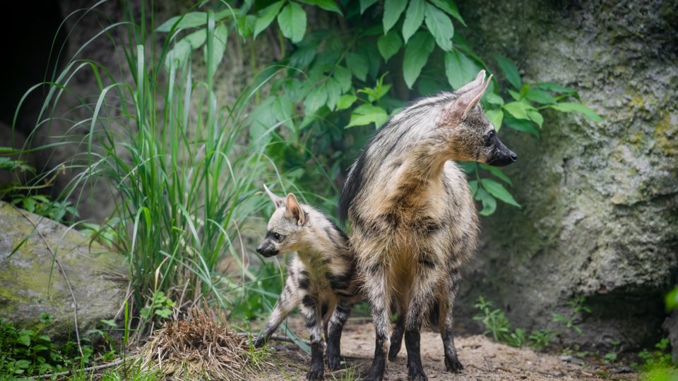 První česká mláďata hyenky hřivnaté již vycházejí do výběhu