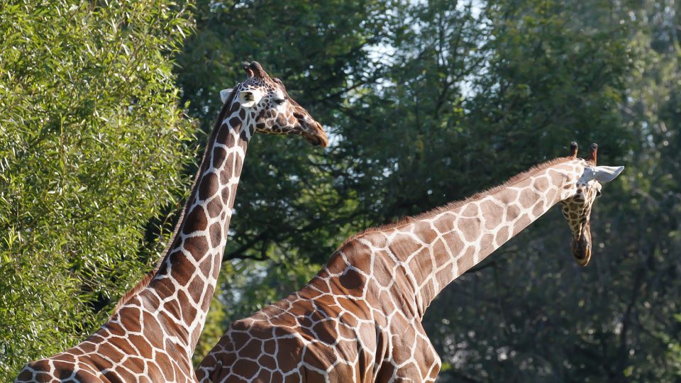 Stádo žiraf v Safari Parku Dvůr Králové