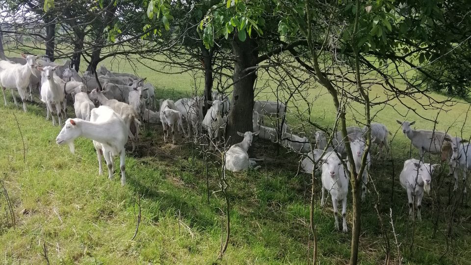 Rodinná farma z Podkrkonoší, najdete nás na kopečku v malé vesnici Úhlejov