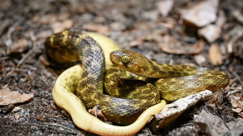 Had Madagascarophis meridionalis v Safari Parku Dvůr Králové