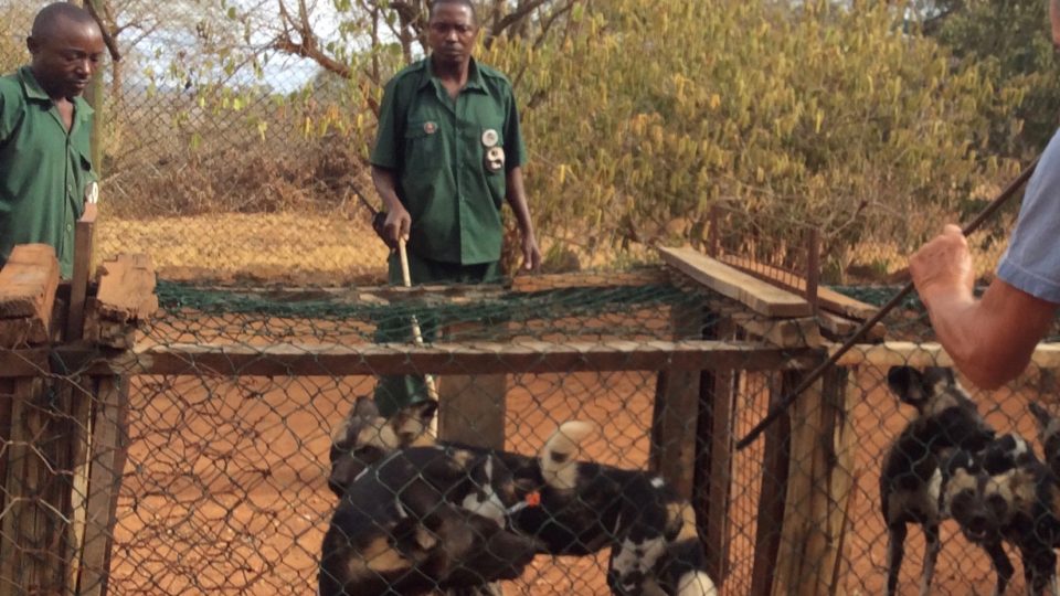 Očkování psů hyenových v Mkomazi