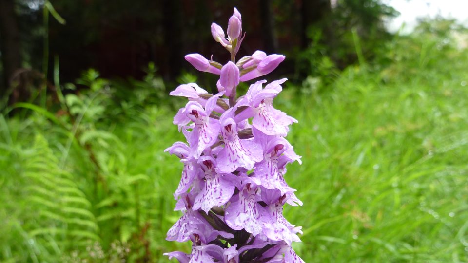 Na Rychnovsku po pěti letech opět vykvetly vzácné orchideje