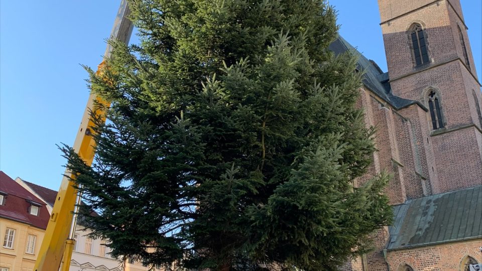 Hradec Králové už zdobí dva velké vánoční stromy