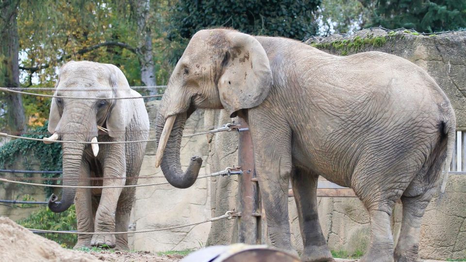 Slonice Drumbo a její sbližování s kolegyněmi v Safari Parku Dvůr Králové