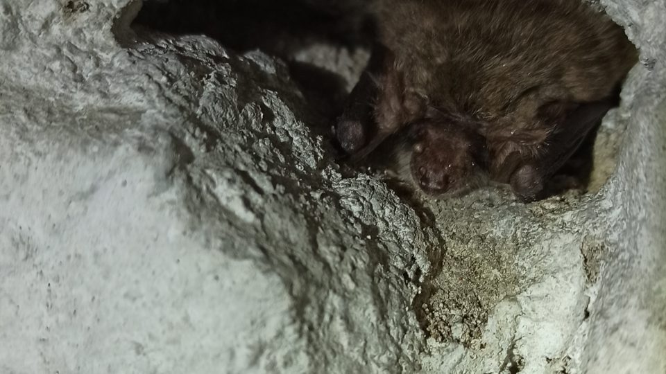 V podzemí opočenského zámku sčítali odborníci netopýry