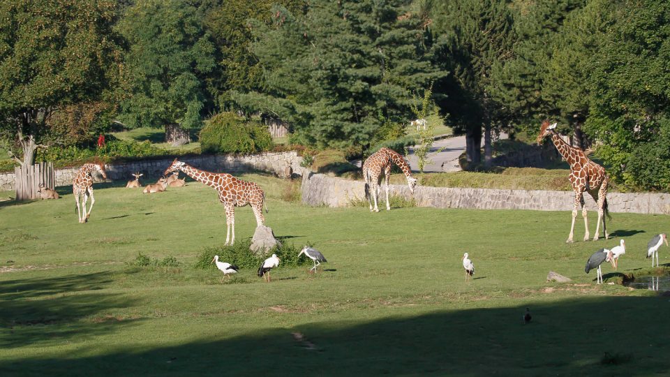 Stádo žiraf v Safari Parku Dvůr Králové