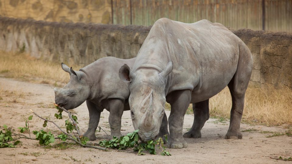 Nosorožci v Safari Parku Dvůr Králové