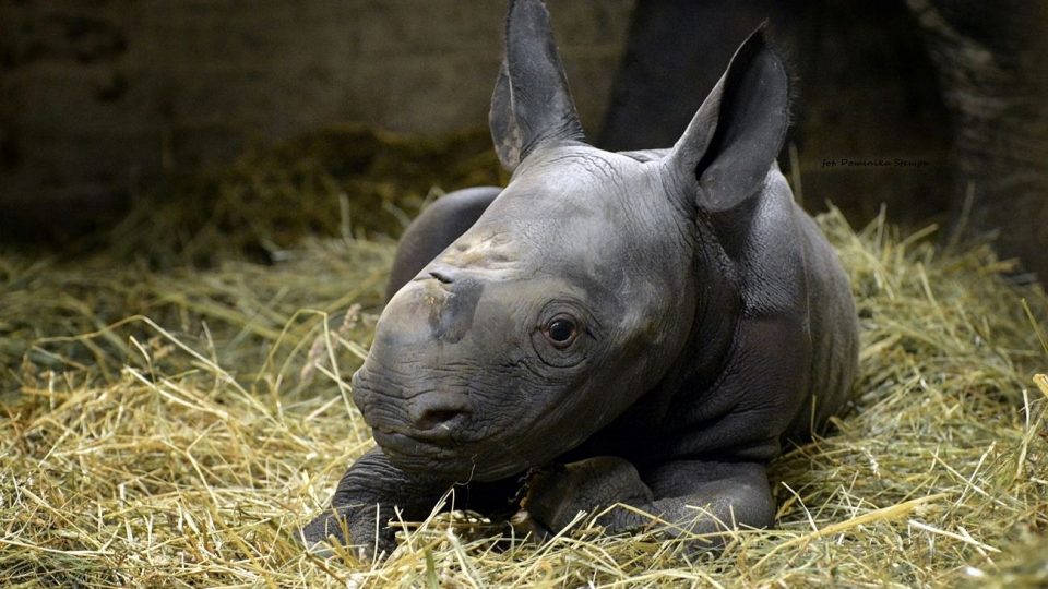 Mládě nosorožce černého v Safari Parku Dvůr Králové