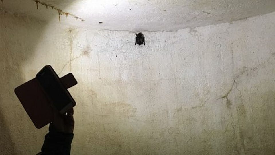 Ochranáři počítají v Orlických horách netopýry. Procházejí proto i staré pěchotní bunkry