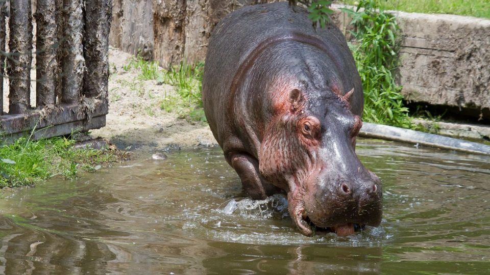 Hroši i s mládětem jsou už k vidění v letním výběhu Safari Parku Dvůr Králové