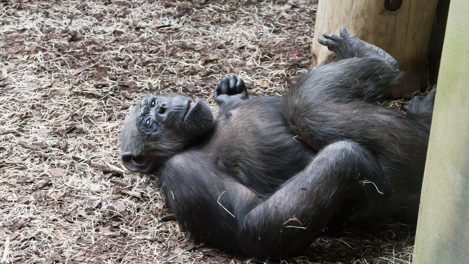 Přenos ze života lidoopů propojil dvorský safari park s brněnskou zoo